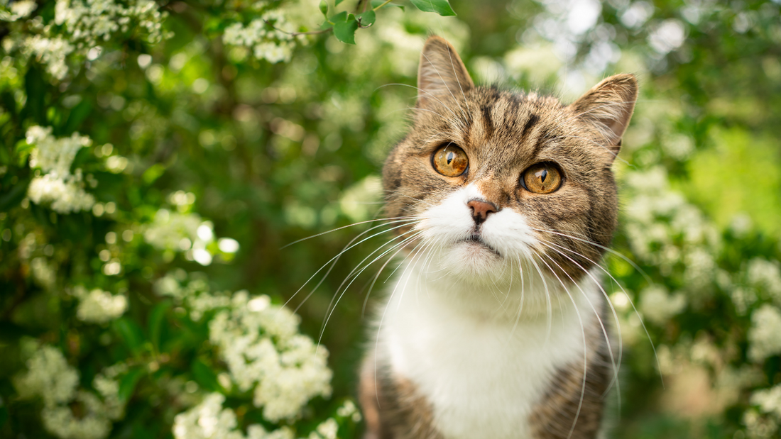Las mascotas necesitan la Tierra: La perspectiva de un veterinario
